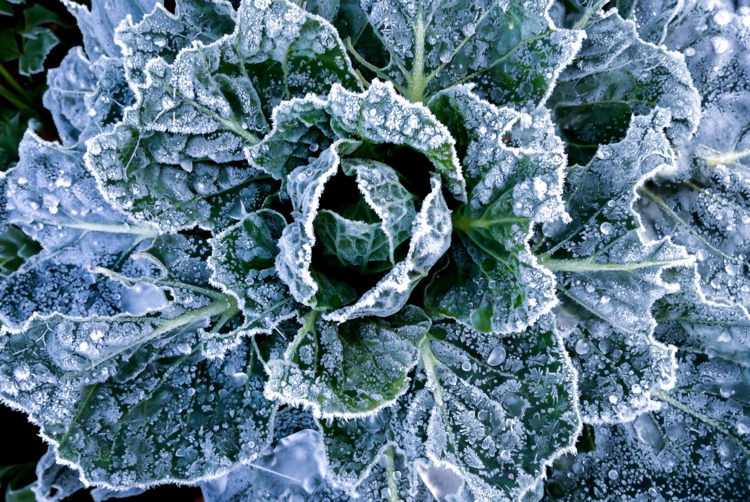 Vegetable frost